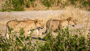 Three Lions Walking to Their Kill